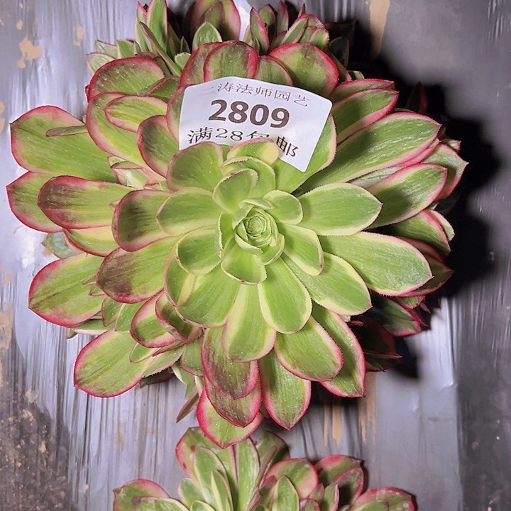 2809海王多肉植物2号