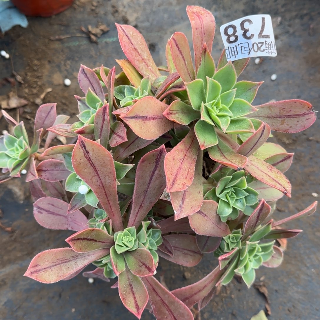 红叶738满20包邮断枝不包