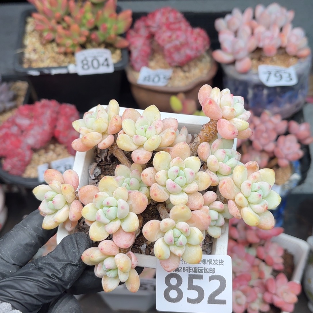 樱花罗绮无盆土发货