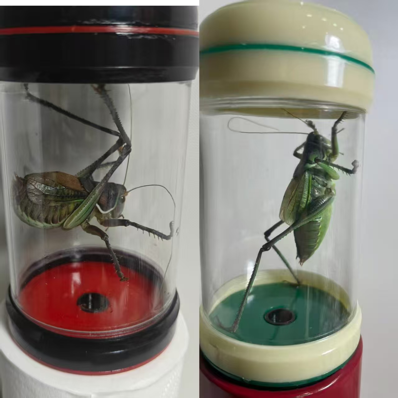 铁皮蝈蝈+绿色蝈蝈+亚克力叫罐（顺丰包邮偏远地区不包邮）