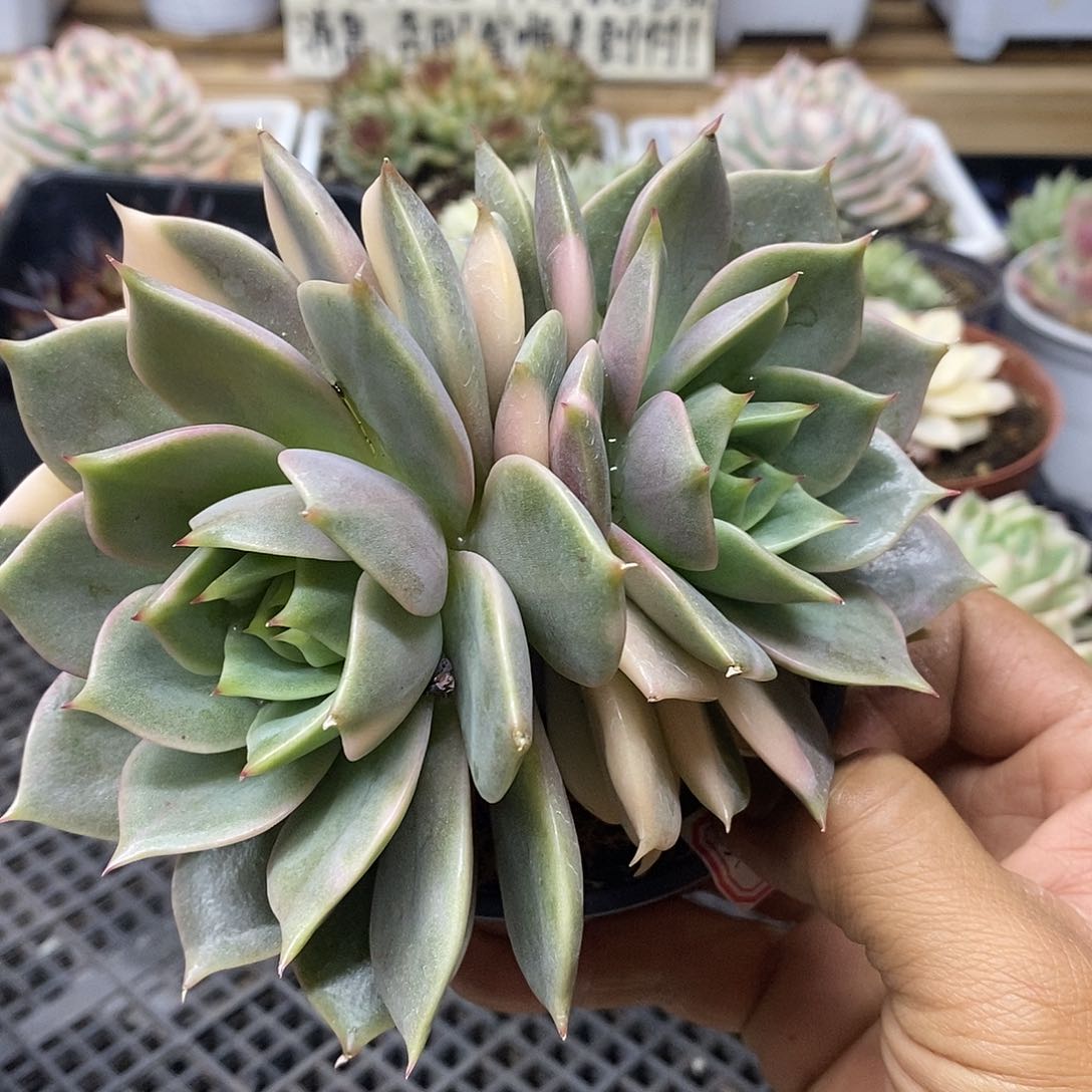 1156 福利贝加尔湖锦 不售后