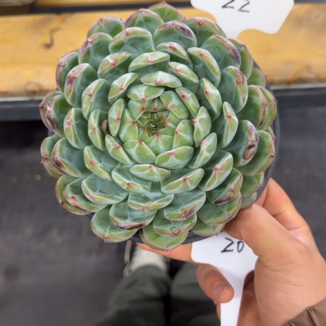 22 雪花珍妮    多肉   