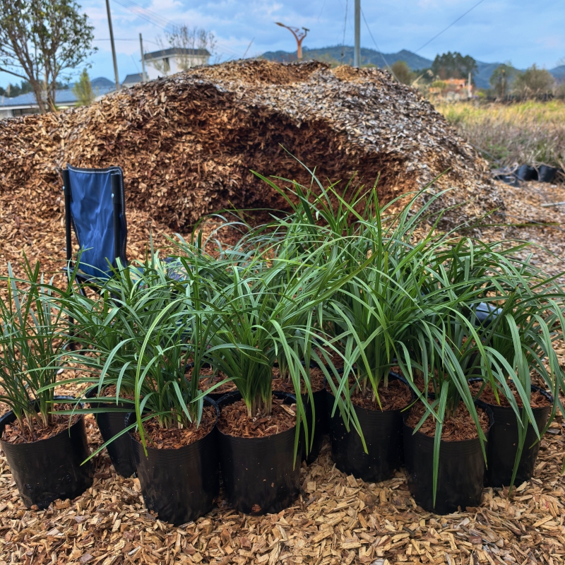 兰花专用植料土杉木屑带水杨酸兰花土家用特惠装根壮花多