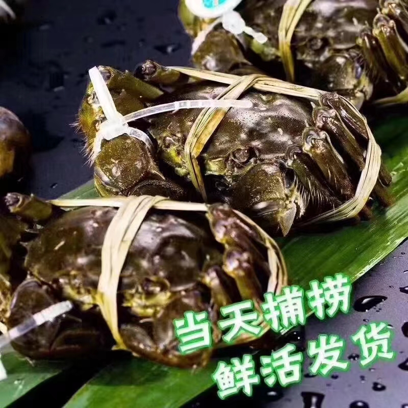 江苏残公残母蟹3斤5斤江浙沪皖专用