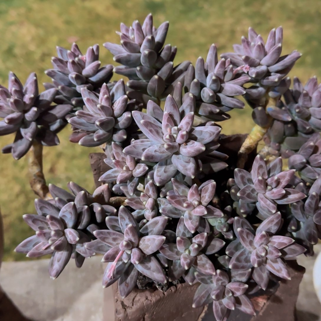 花****9多肉植物多肉植物多