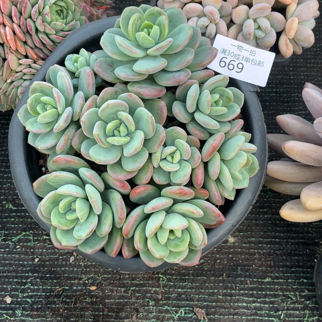 669拉萨群多肉植物……