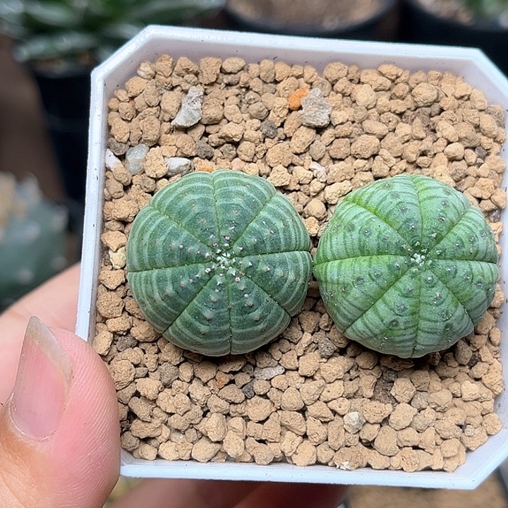 无花朵布纹球实生球2颗