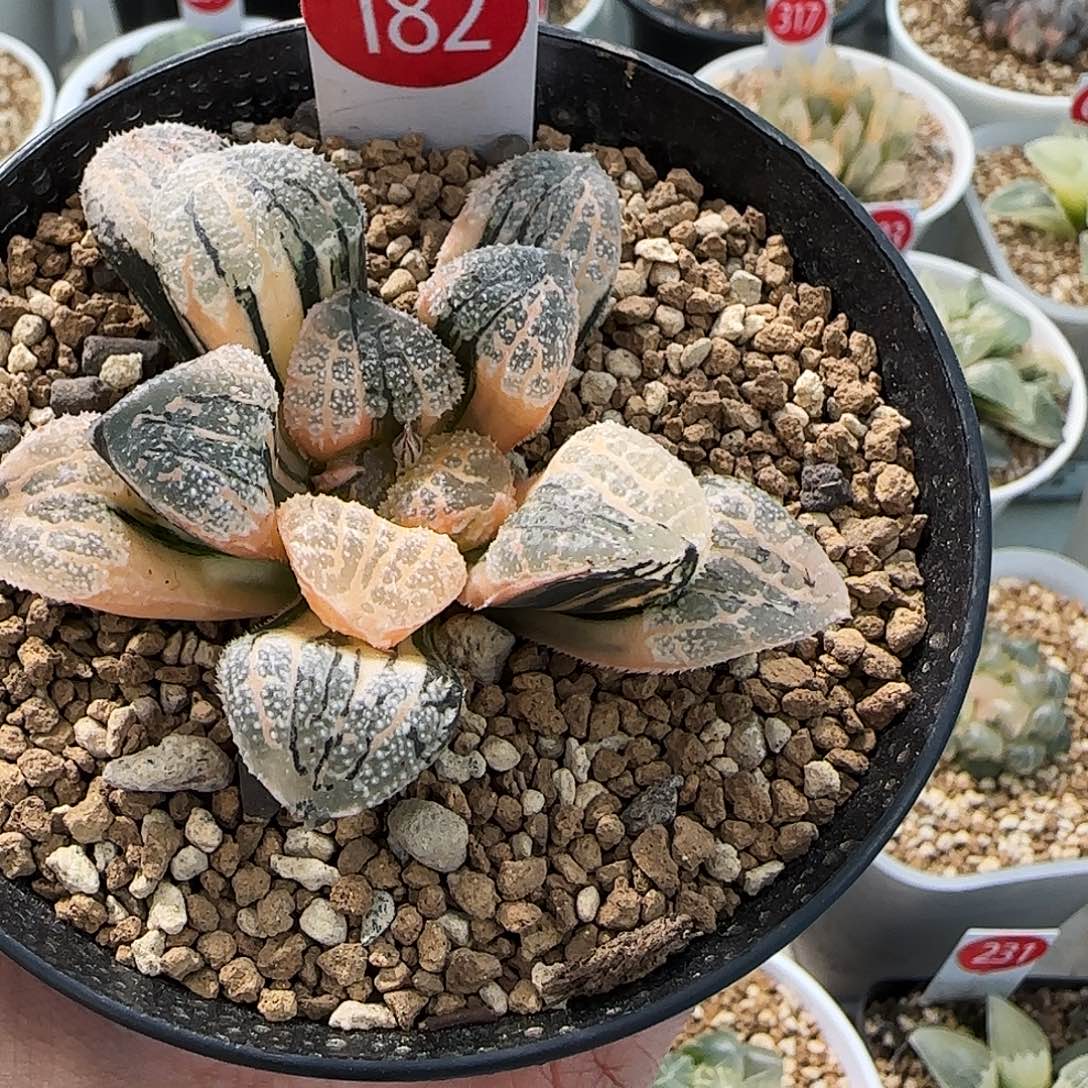 麽***咕182号摩多锦一物一拍带盆土