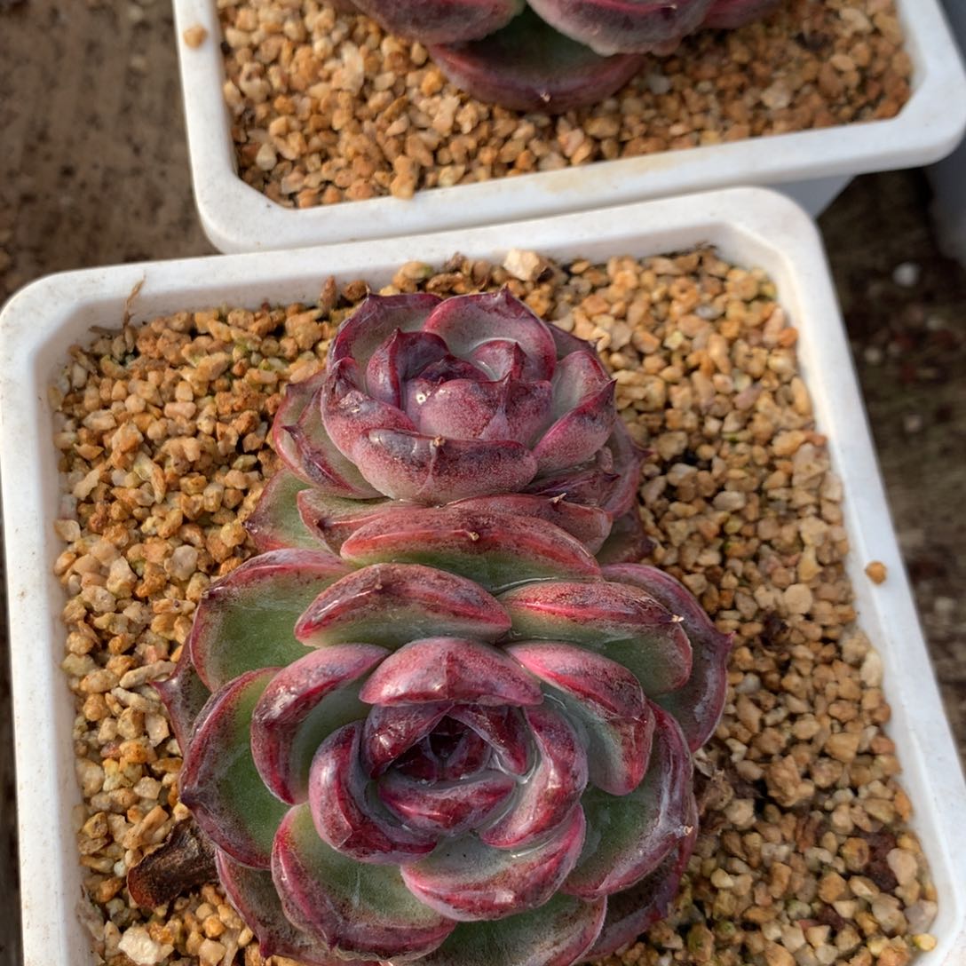 黑橙子双头。随机发货。尺寸8。多肉植物