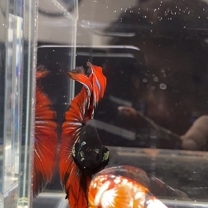 @***川斗鱼黑186号巨否半月