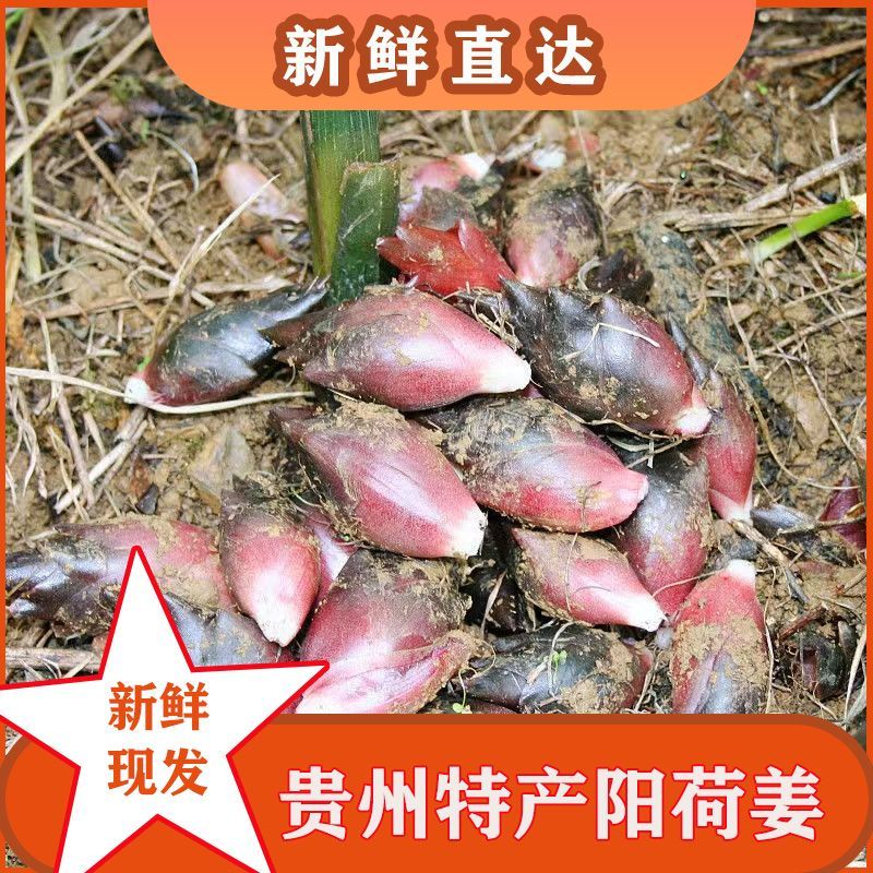 【顺丰】贵州洋荷农家现掰新鲜洋荷阳荷洋豁带泥洋荷姜和阳何茗荷