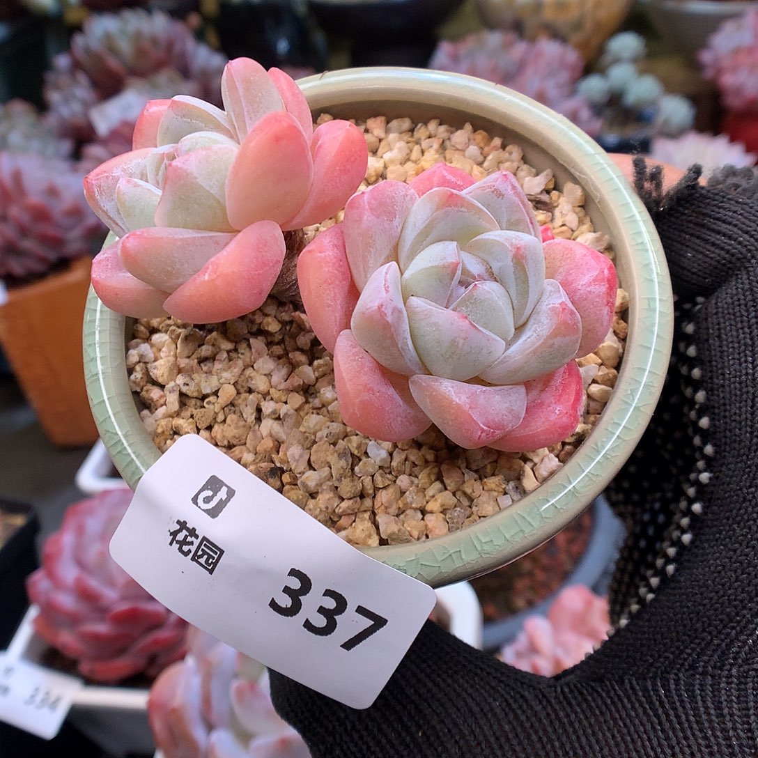 337冰玉多肉植物66666