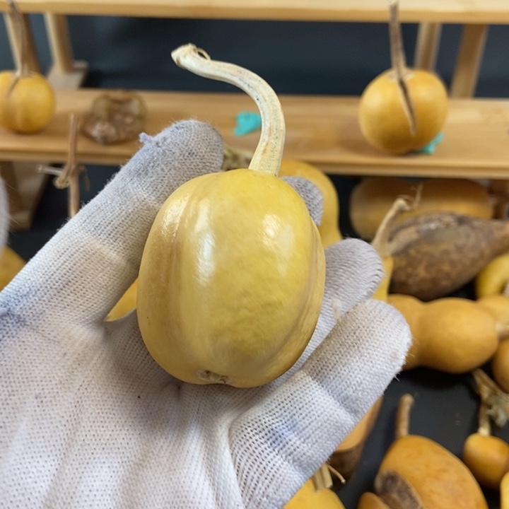 一***布葫芦葫芦真的