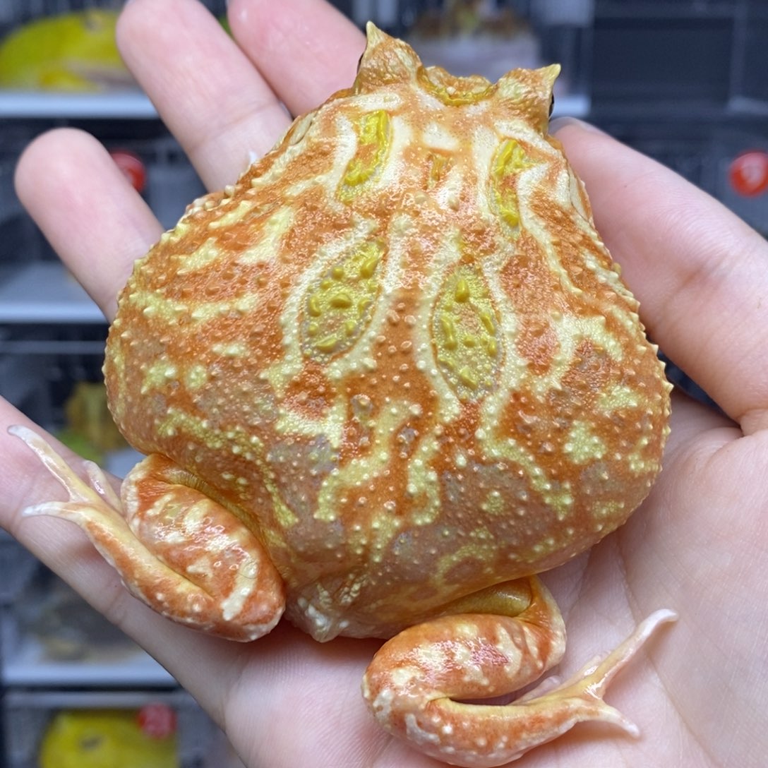 角蛙大草莓南美母