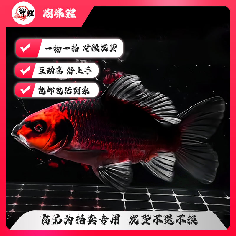 精选纯种多色蝴蝶锦鲤观赏鱼鱼蝴蝶鲤观赏鱼大鳍大尾冷水好养耐活