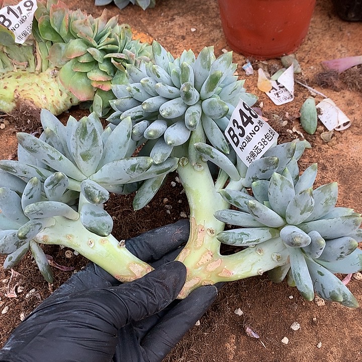 胖体哥特缀化 348 需要延迟发货