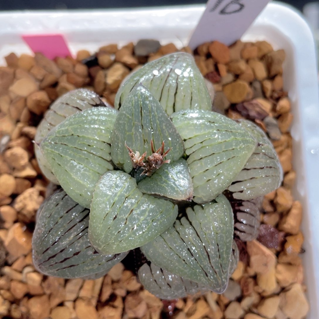 16丸叶亲指姬。