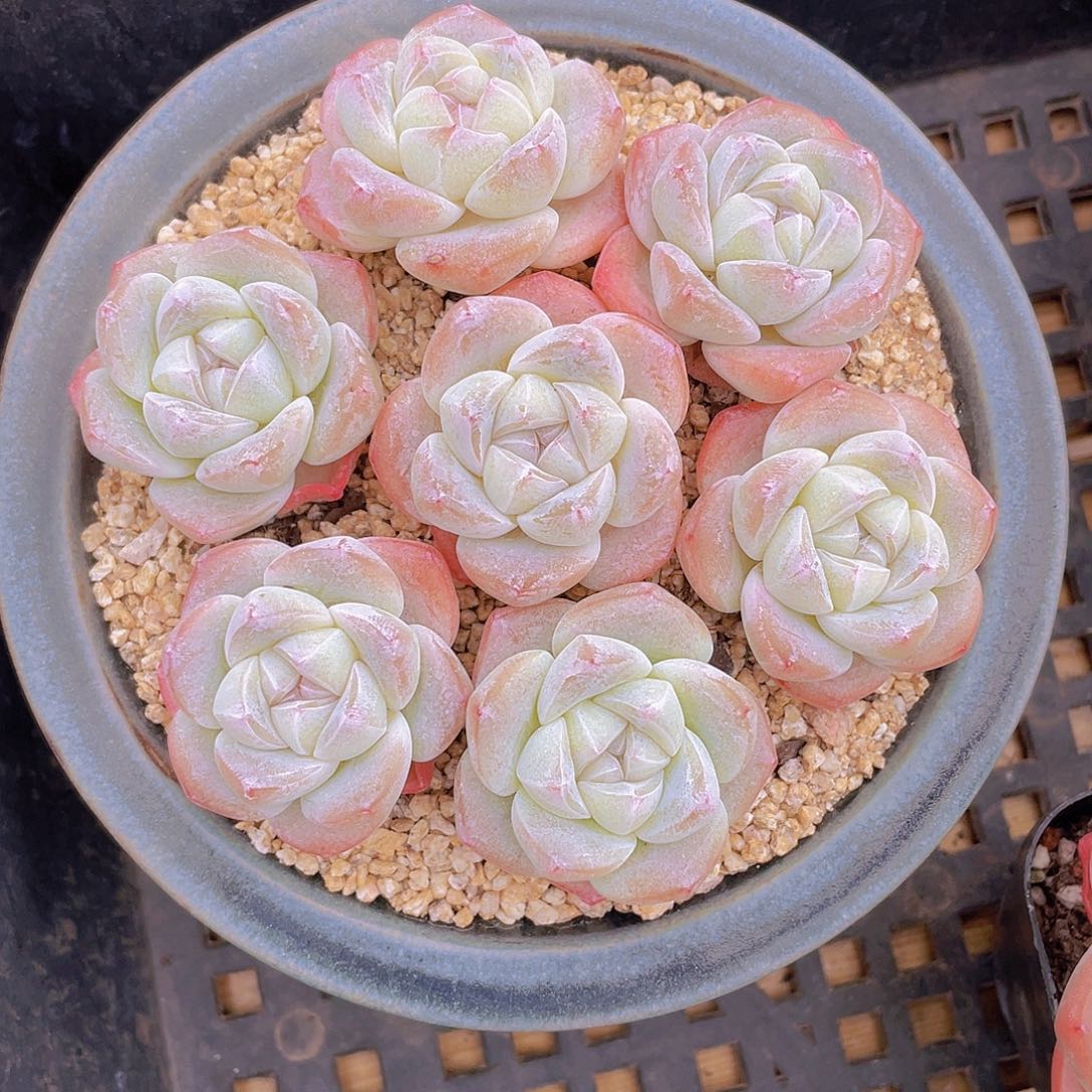 量拍100号 樱花钻石冰玉单头7个