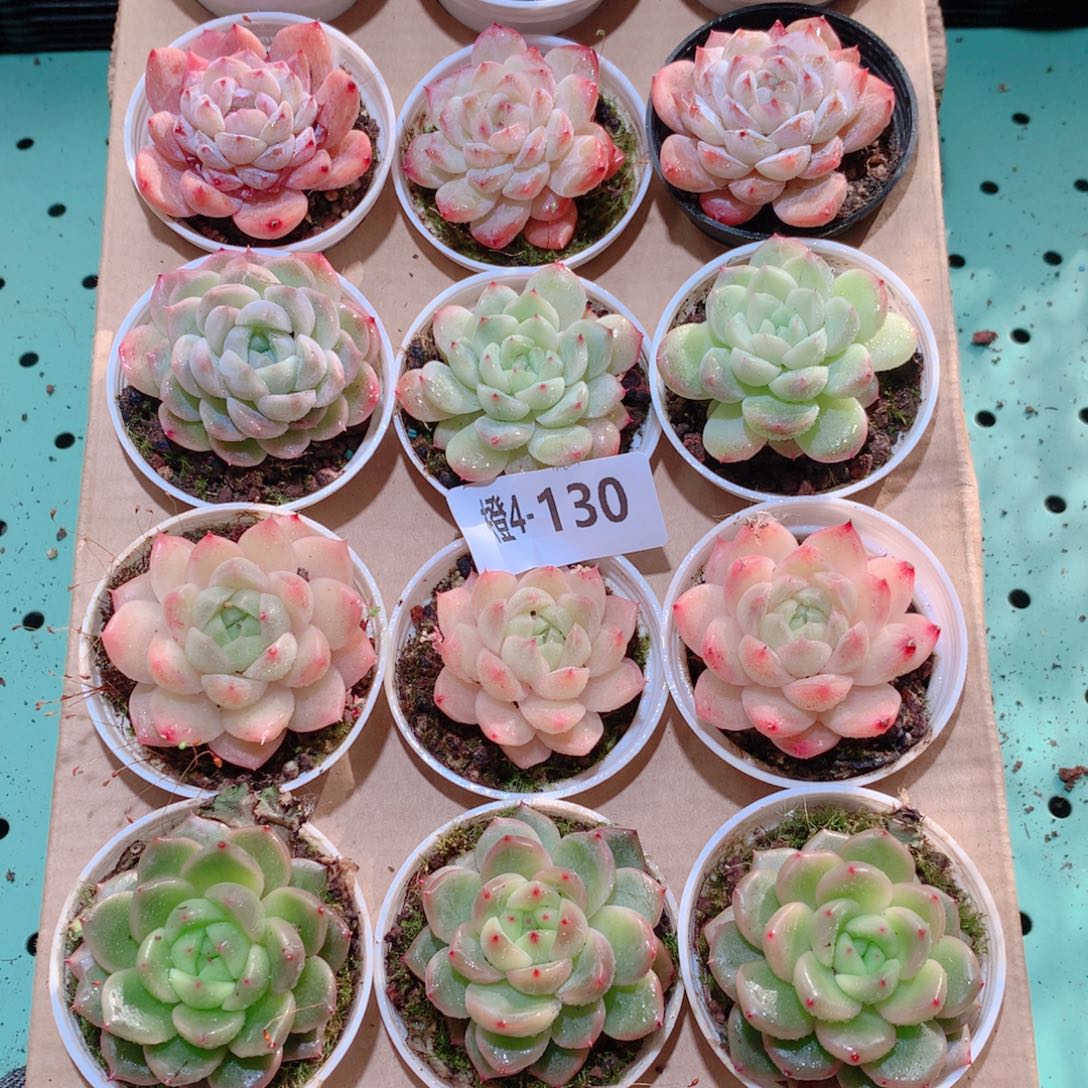 4-130一物一拍多肉带盆18颗