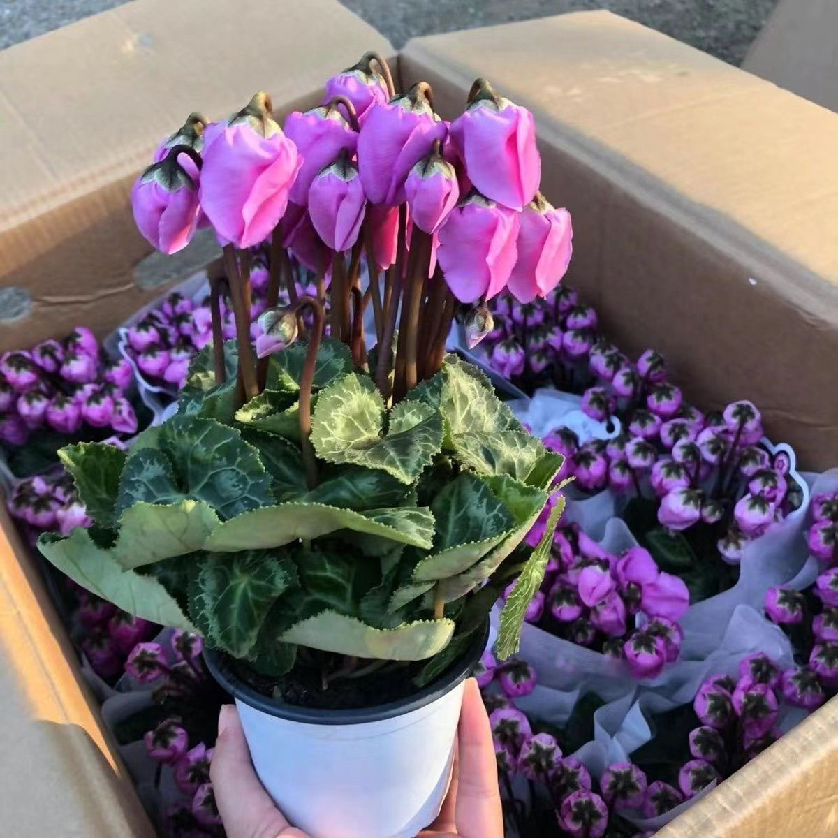 仙客来盆栽带花苞好养四季开花室内阳台观花植物萝卜海棠花苗