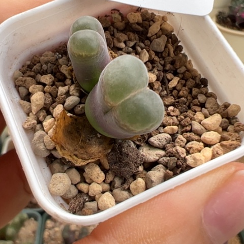 134好看的风铃！冲冲冲