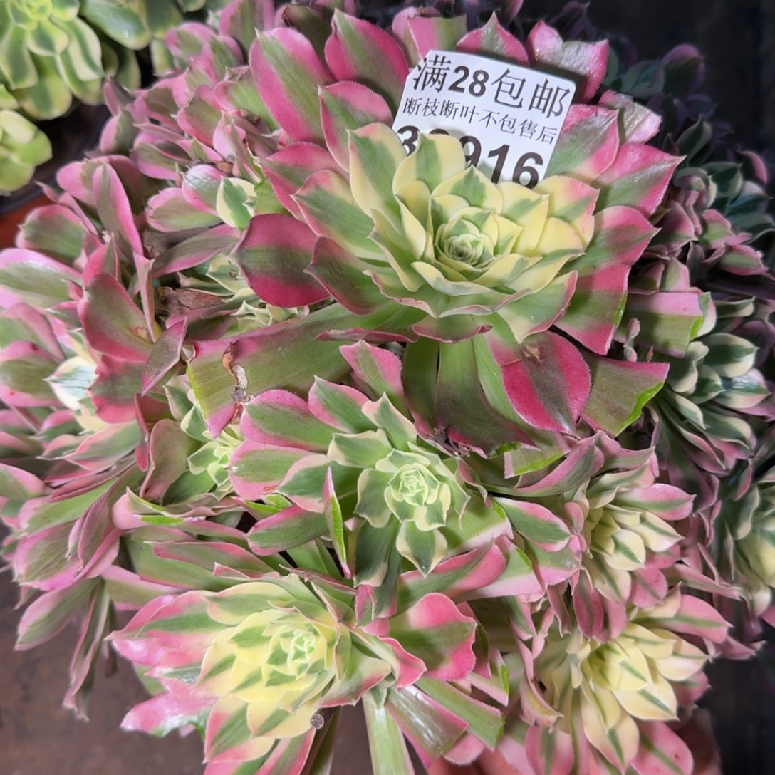 33916白凤多肉植物