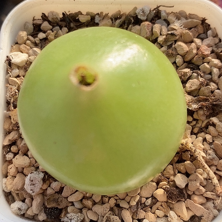 319苍角殿一颗。    