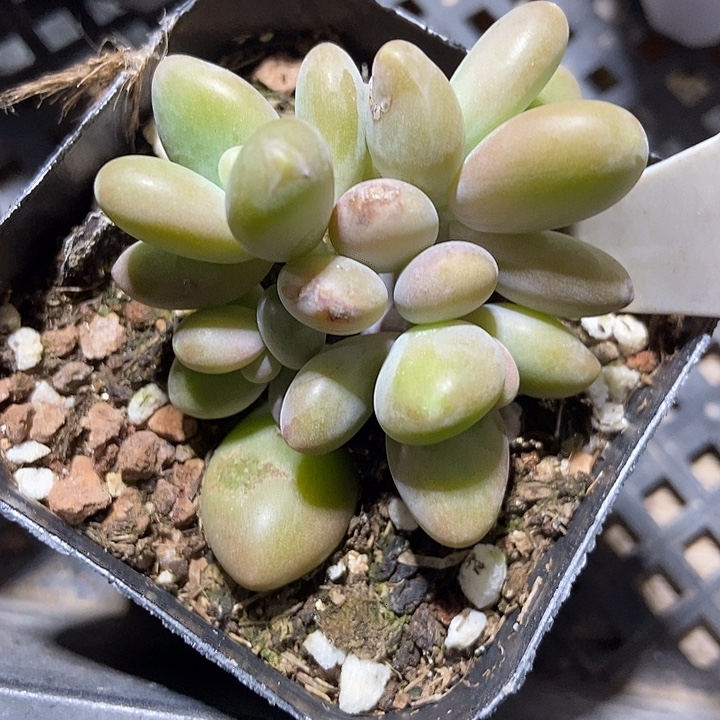 多肉植物芒果奶1070多饿