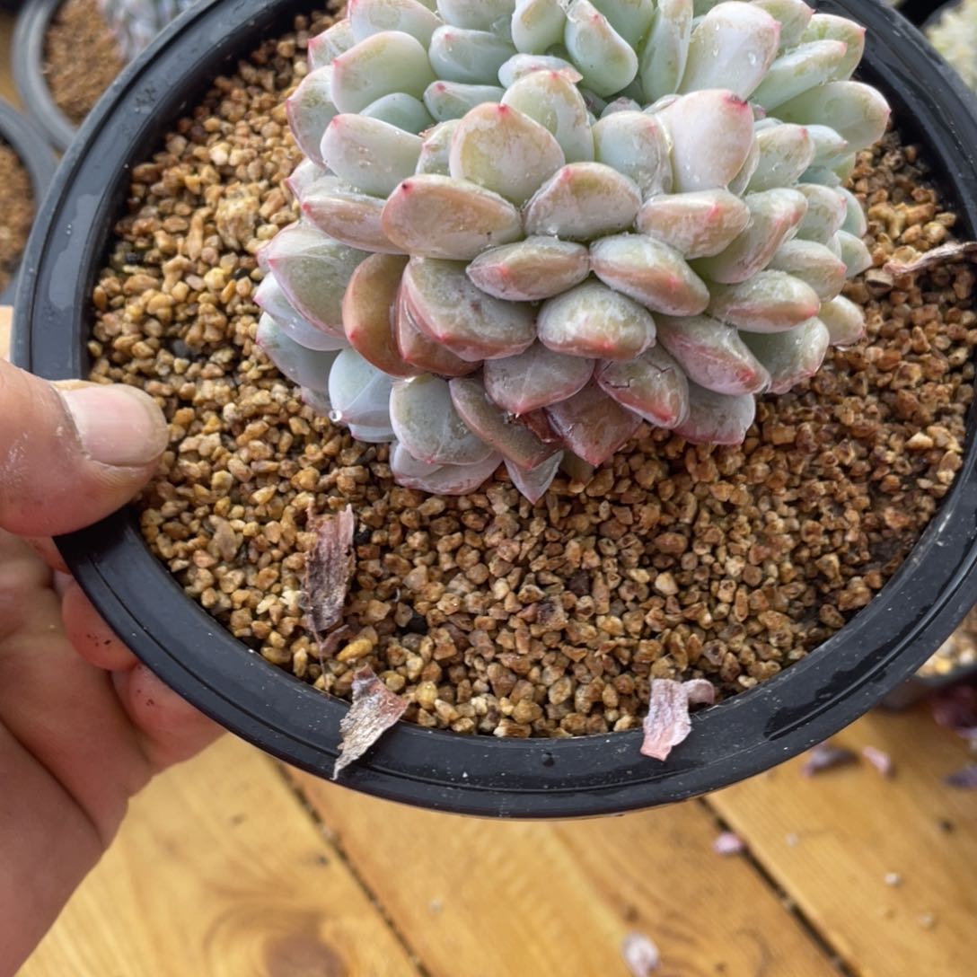 星影缀化多肉植物