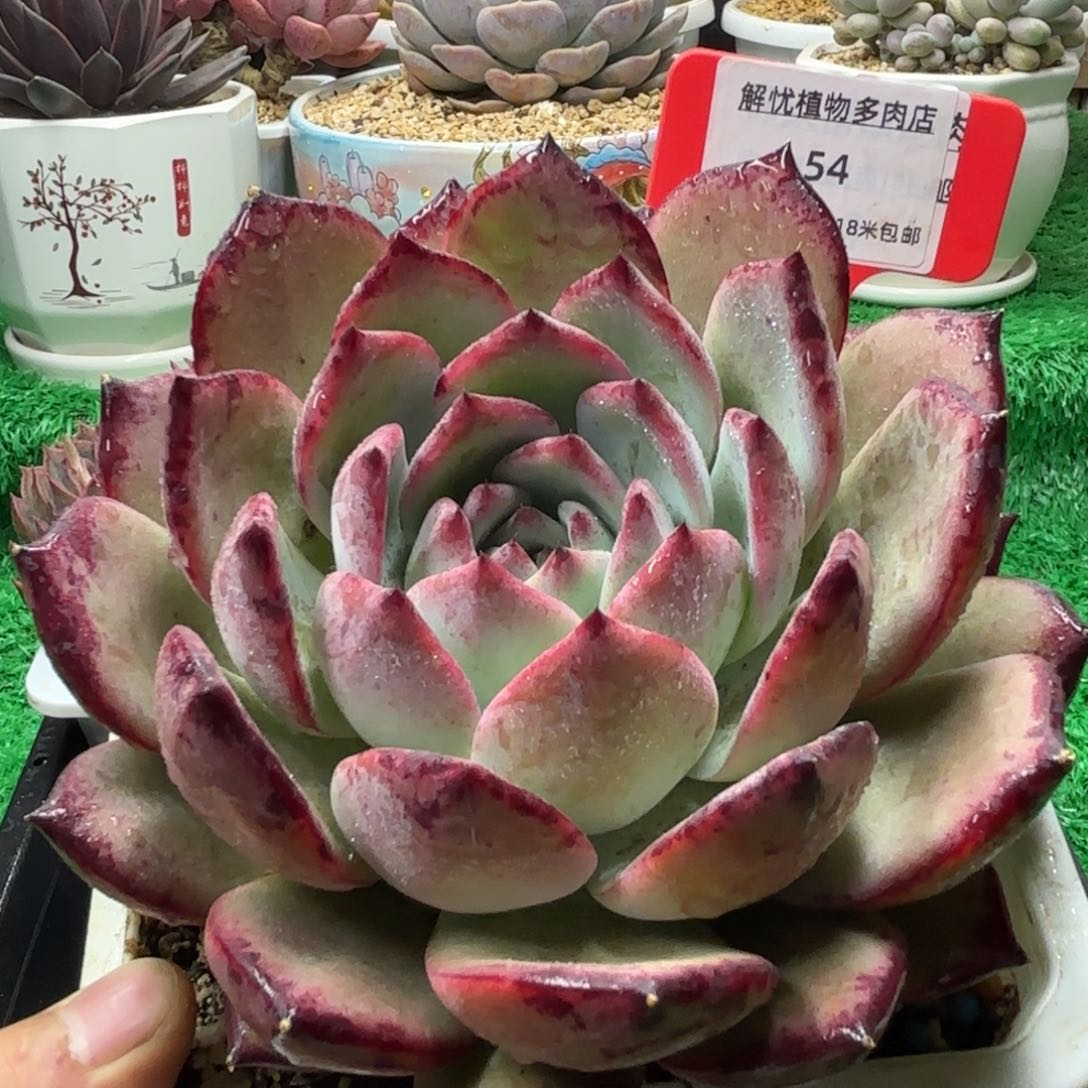 解忧多肉植物编号54