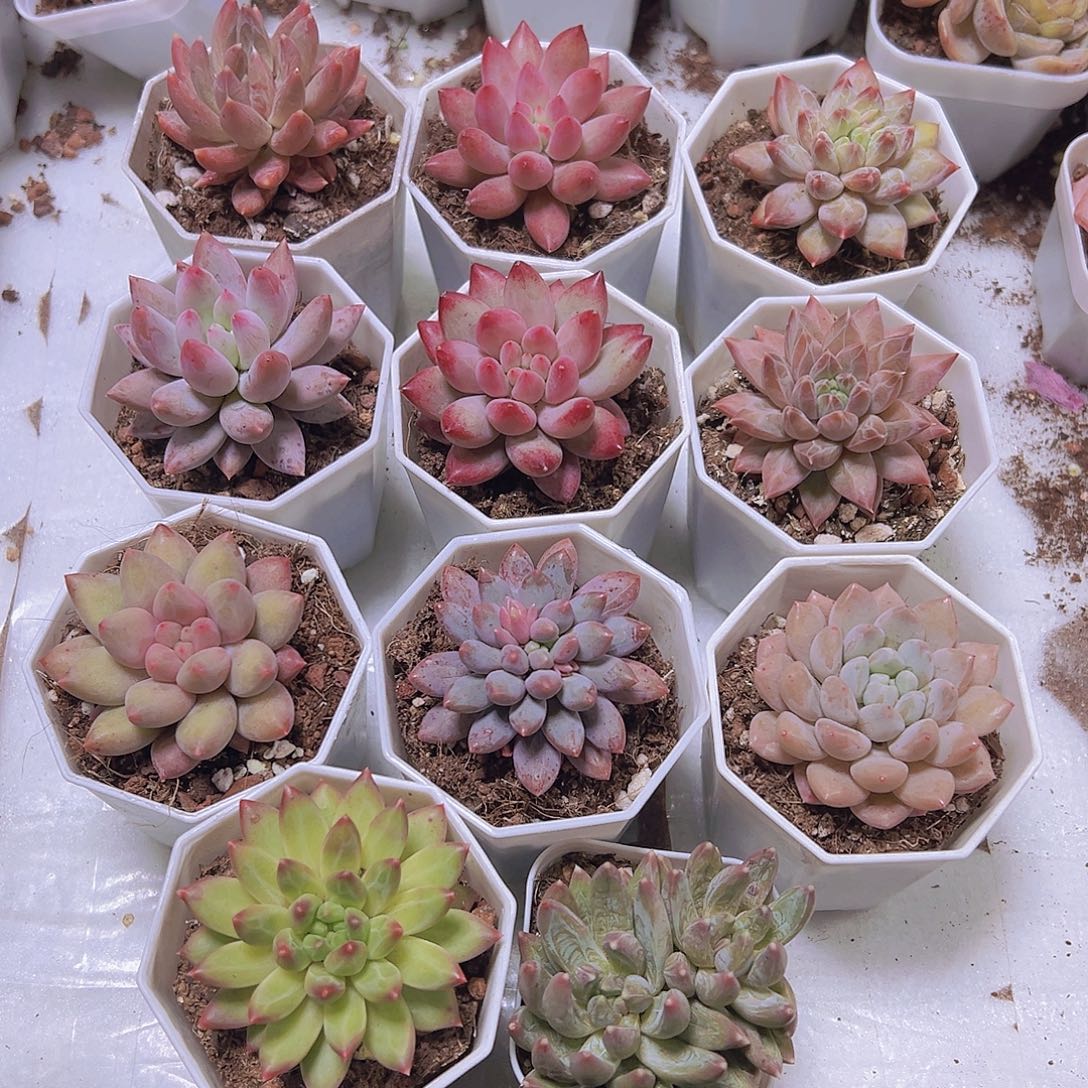 美人组合11盆八角发货