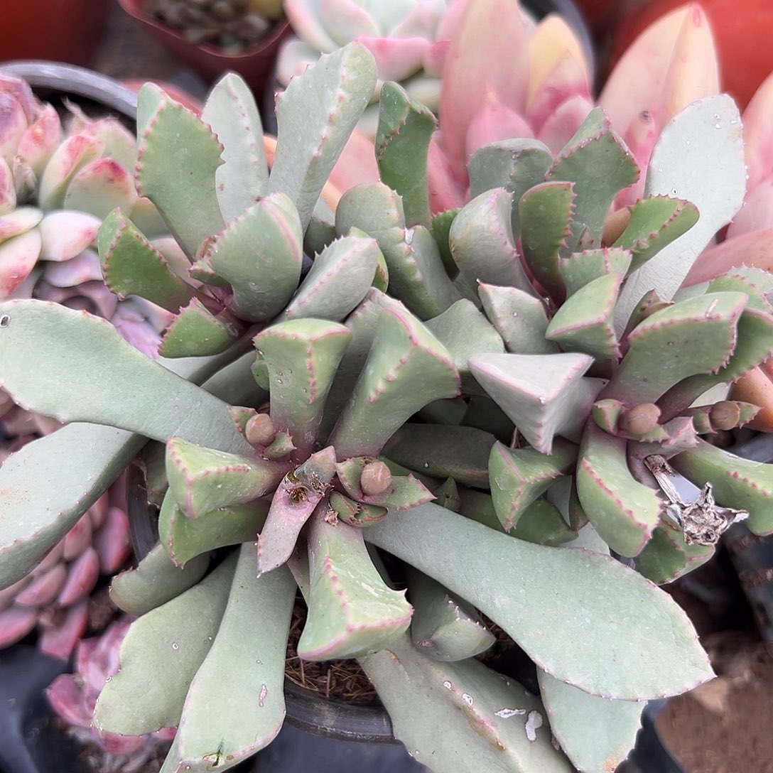 多肉植物多肉植物