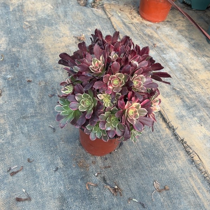 33金丝雀多肉多肉多肉