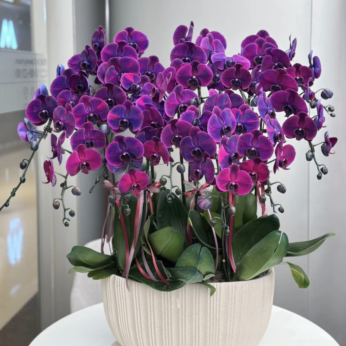 【思芹花卉｜黑珍珠蝴蝶兰】好养花期长，云南鲜花基地直发顺丰空运
