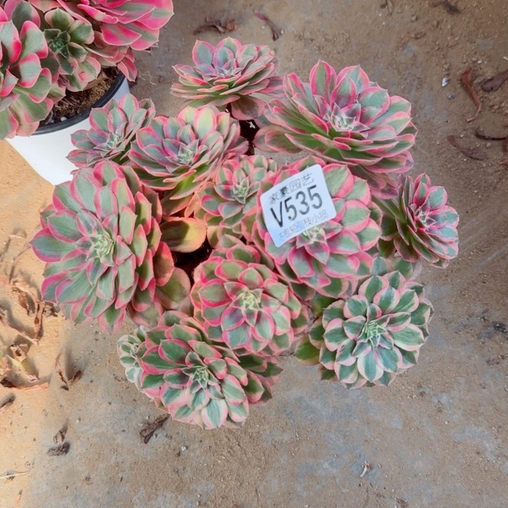 535云和官服20左右2