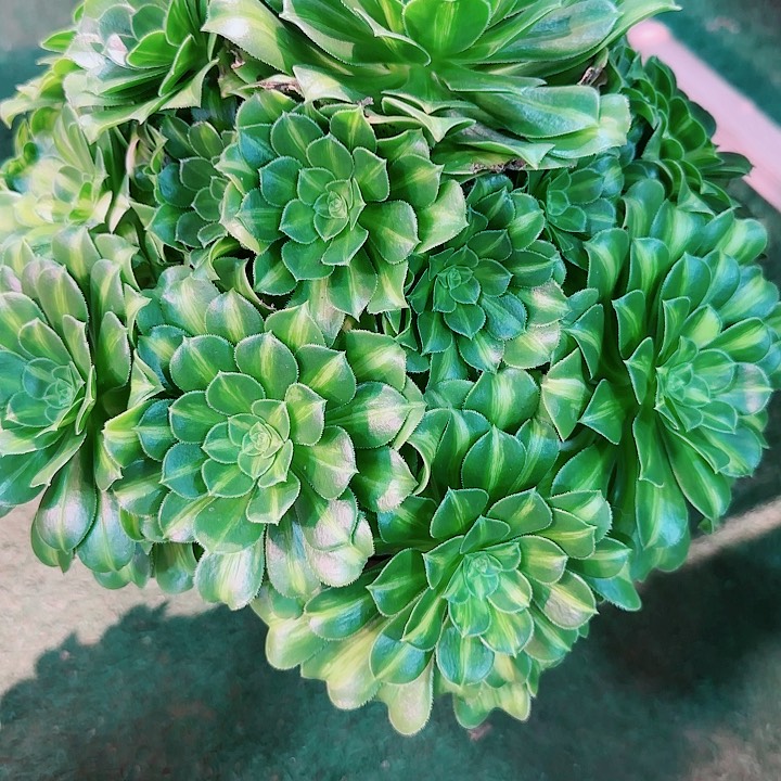 法师好看也好，养翡翠琉璃