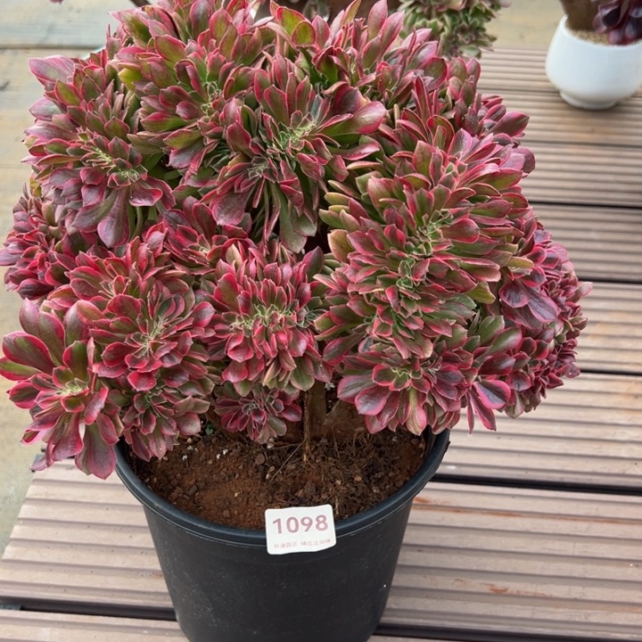 1098粉女郎缀化老桩