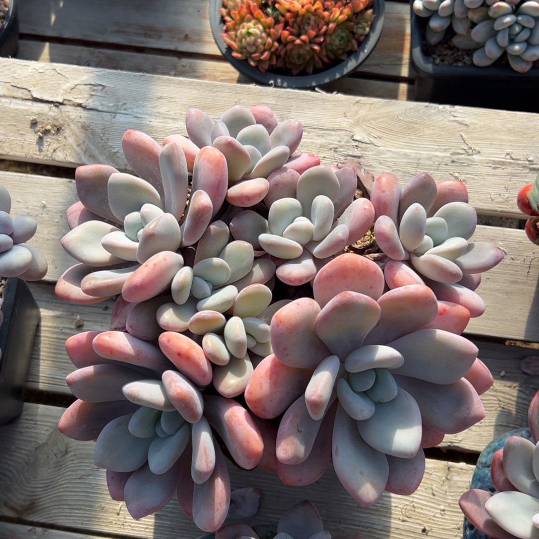 大粉兔11111111111111111