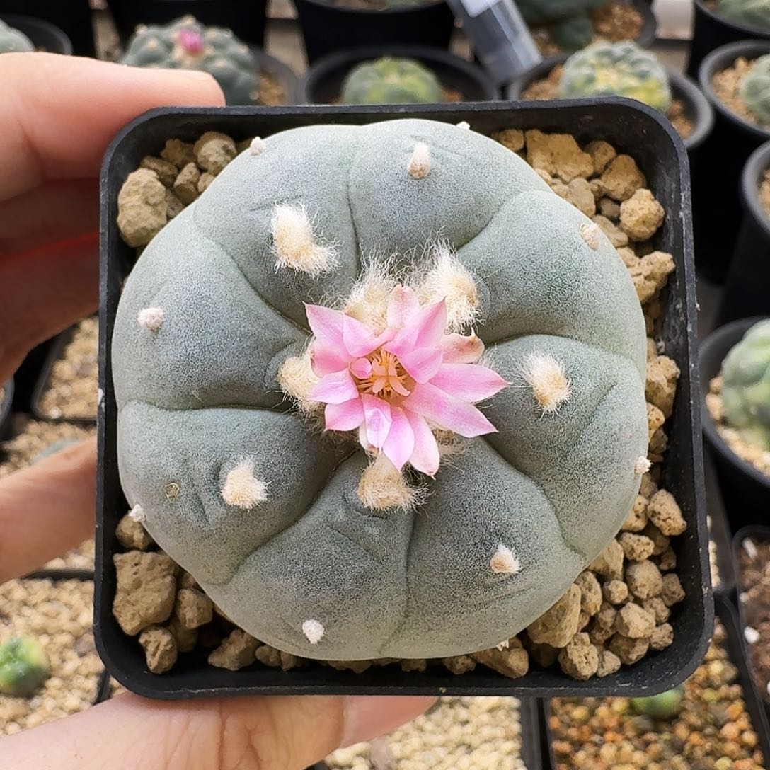 实生南瓜鲜09017 5.7cm