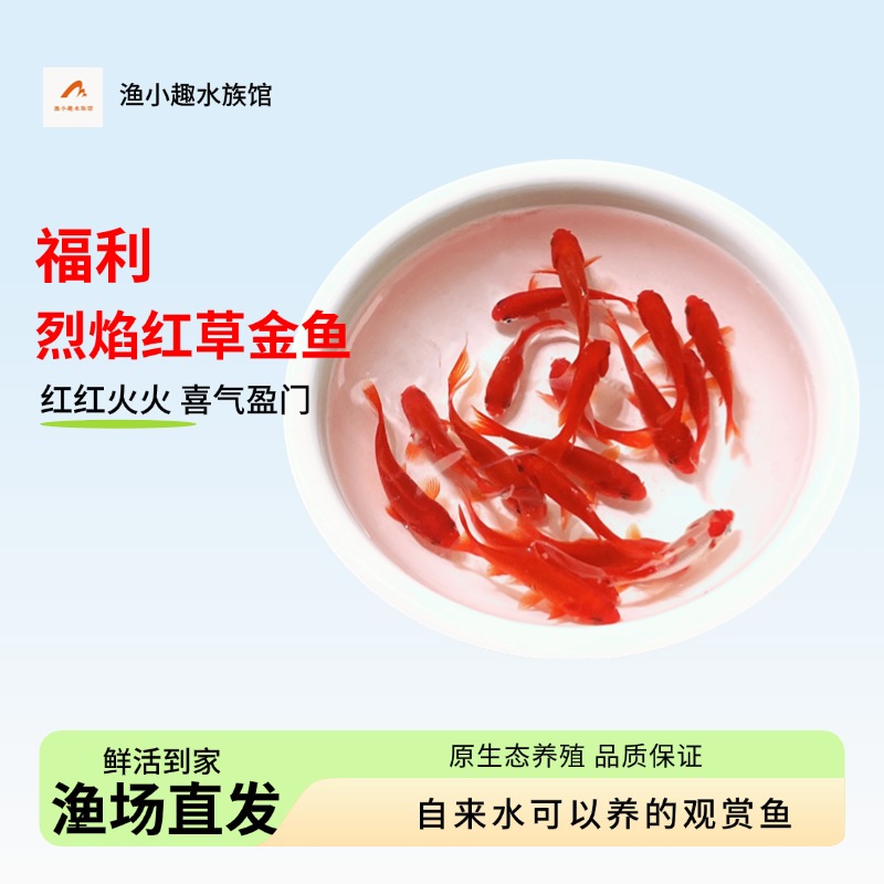 【福利21条5-7厘米】精品草金鱼鲜活金鱼水族观赏鱼小鱼超萌好物