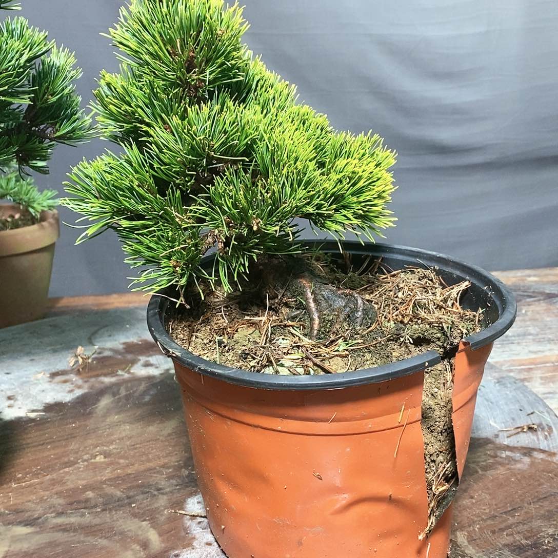 【闪购商品】无花朵