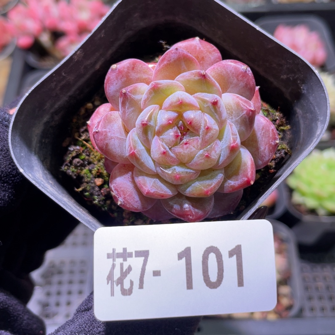 花利美7-101新品单头