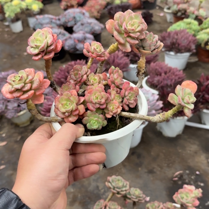 妮可莎娜玫瑰老桩