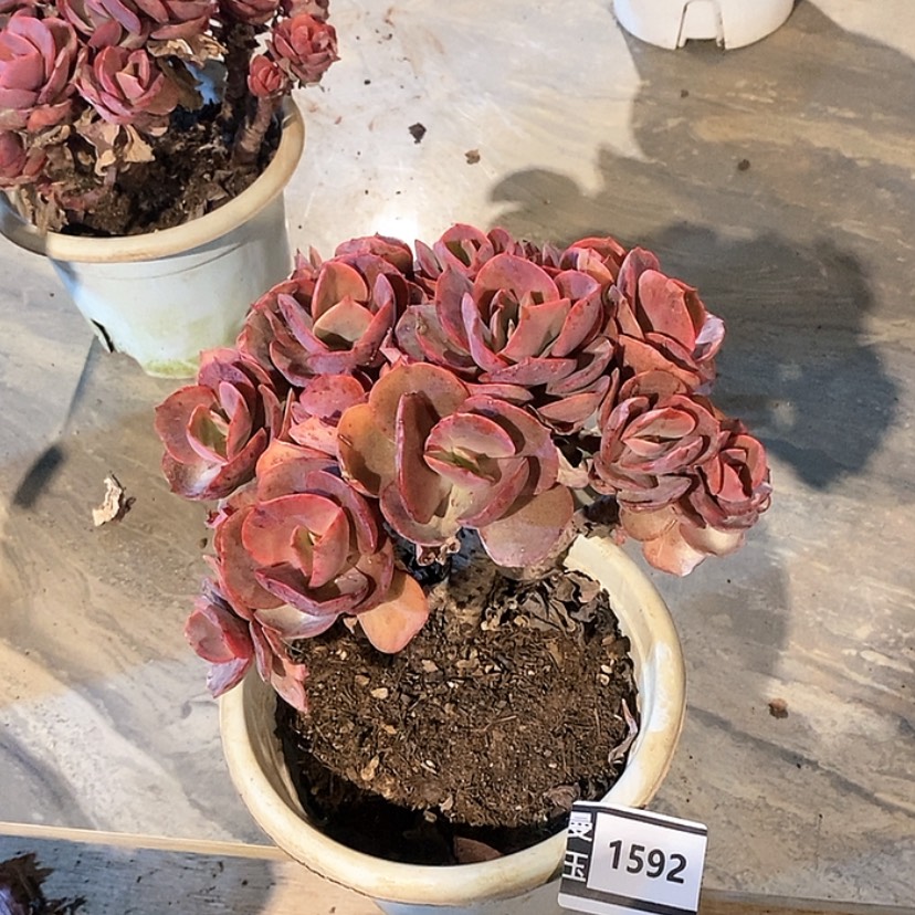 【闪购商品】秀妍1592