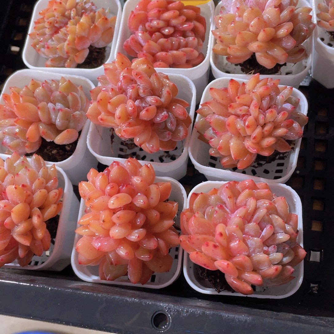 197号 全状态仙女橙缀化一个