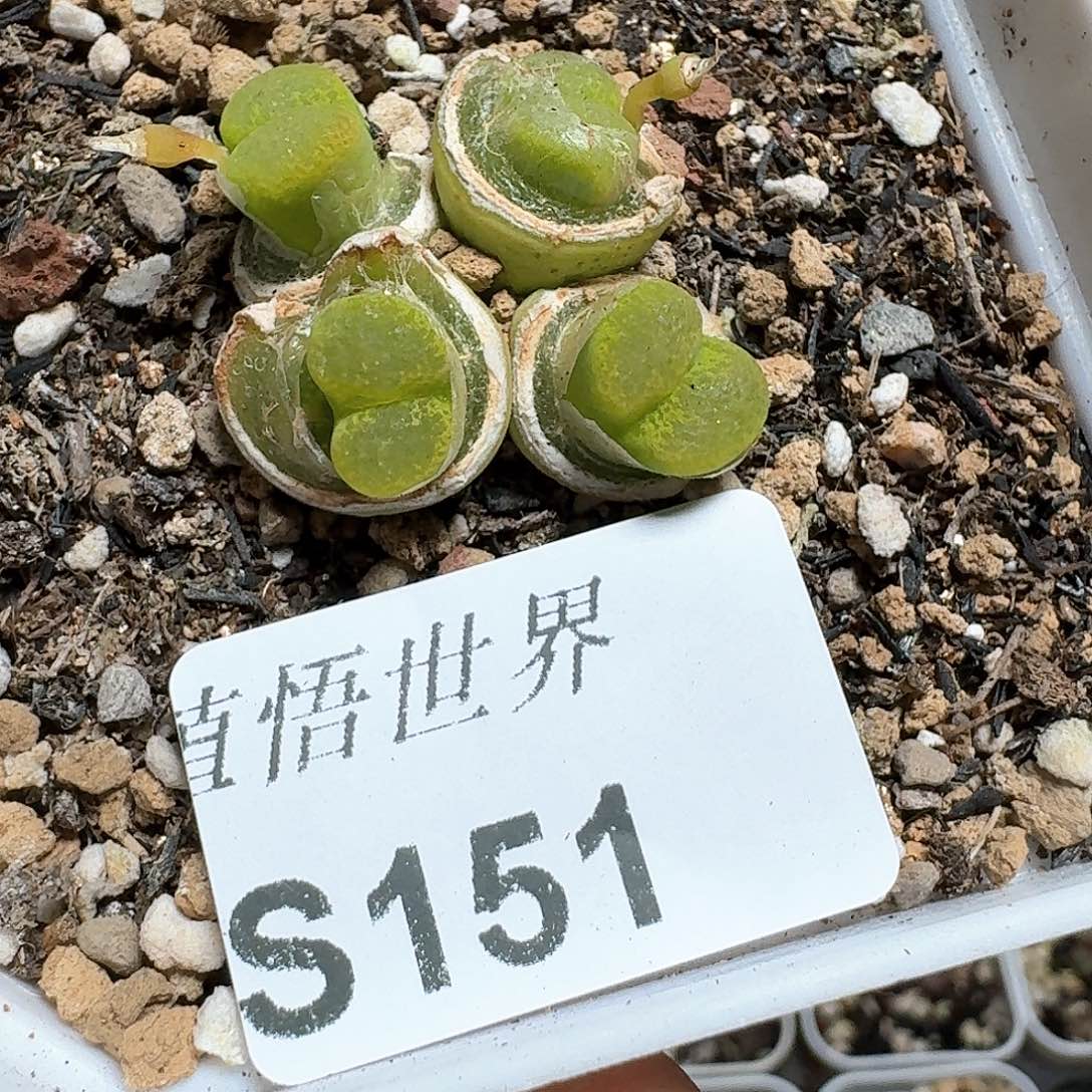 151号多肉植物哇c