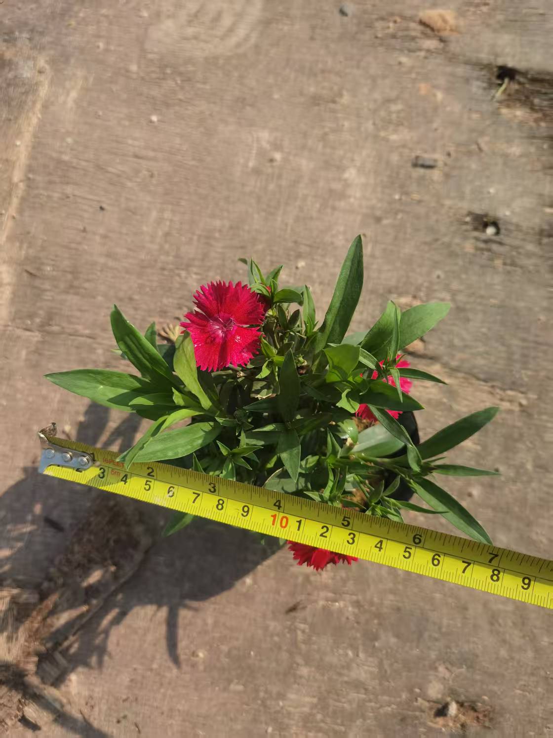 五彩石竹花盆栽耐寒耐热庭院花卉四季开花易养植物