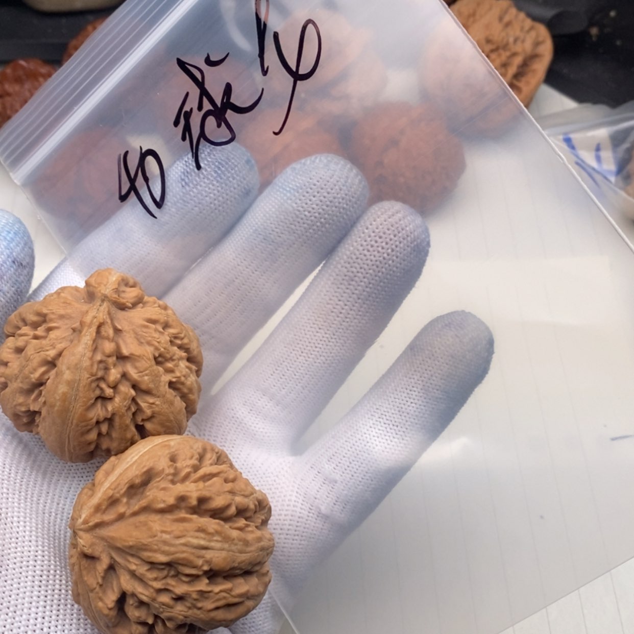 【闪购商品】文玩核桃吊坠霸王龙