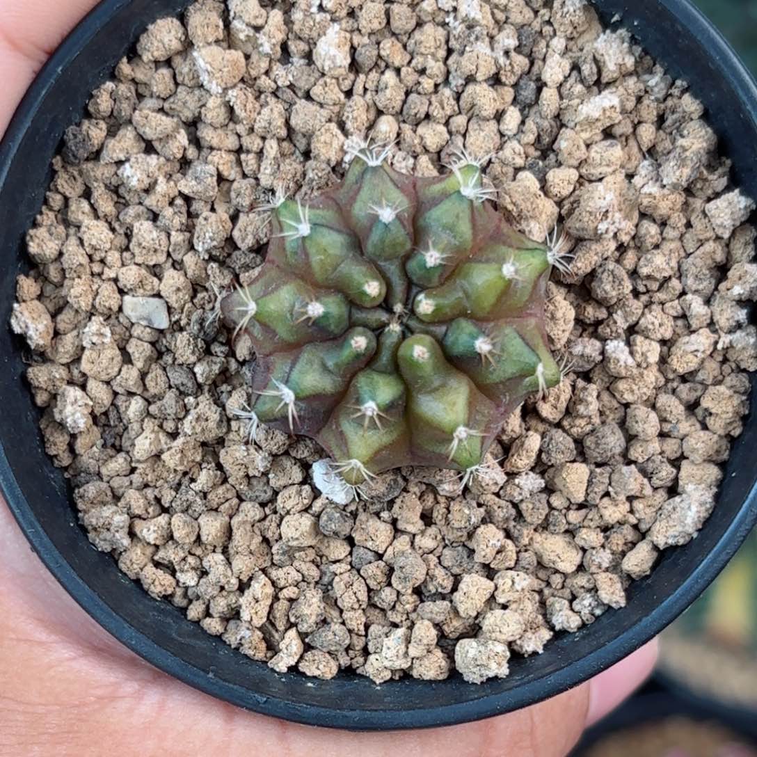 泰系米哈仙人球168