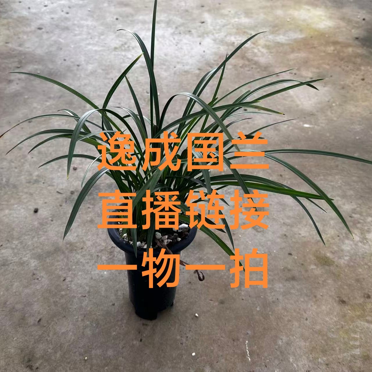 逸成国兰直播间兰花一物一拍链接